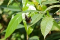 NYMPHALIDAE, Eunica